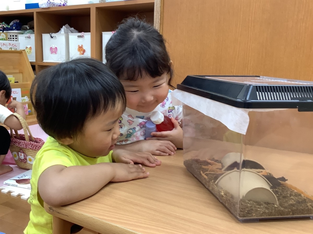 ダンゴムシの飼育の様子