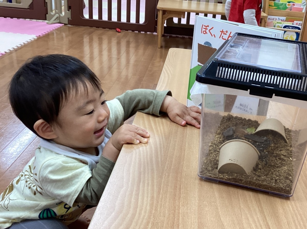 ダンゴムシの飼育の様子