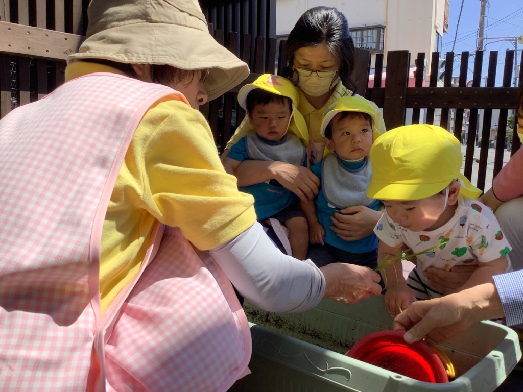 0歳児田植えの様子