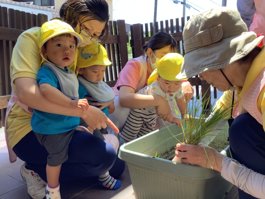 0歳児田植えの様子
