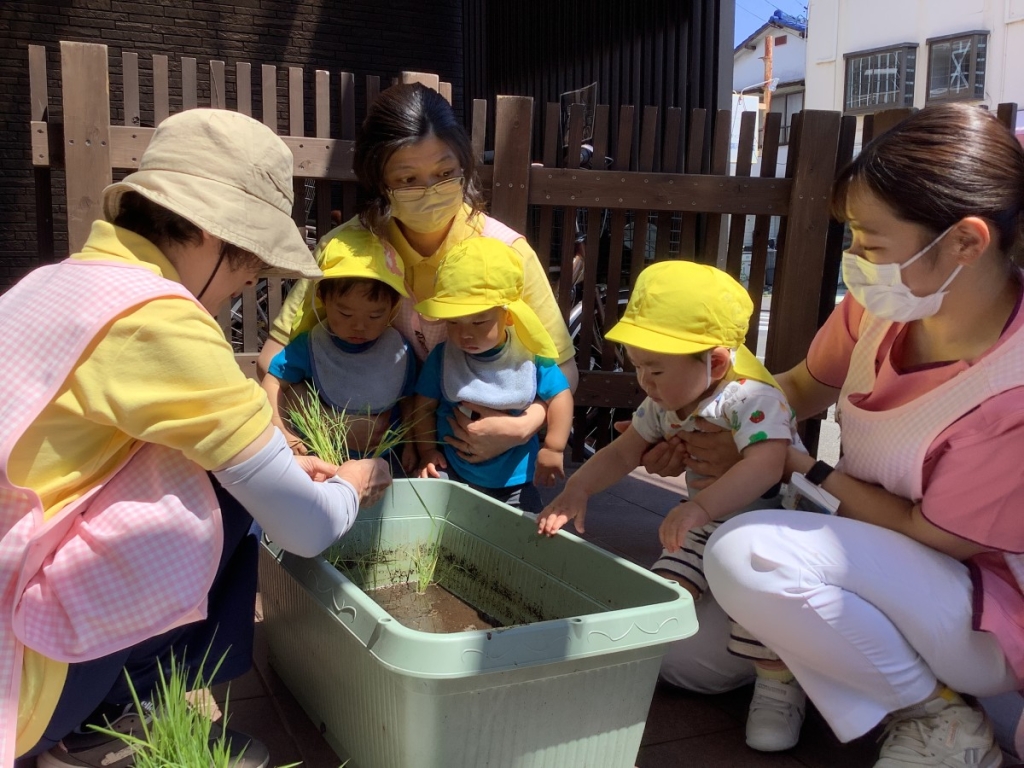 0歳児田植えの様子