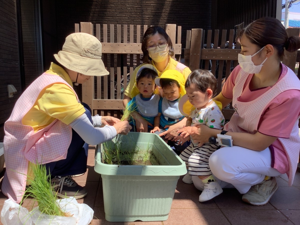 0歳児田植えの様子
