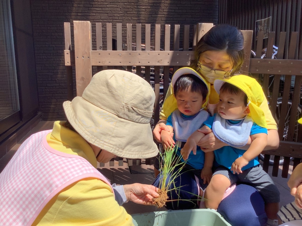 0歳児田植えの様子