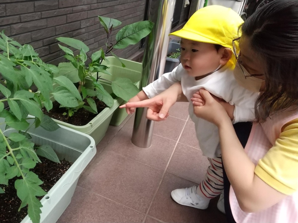 野菜を観察する様子