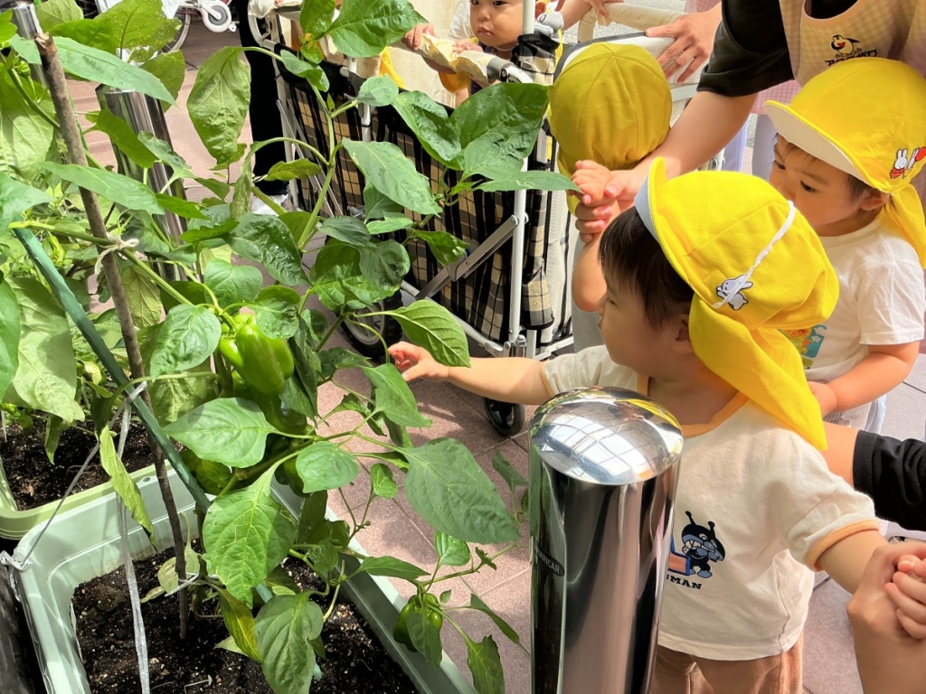 野菜の収穫の様子