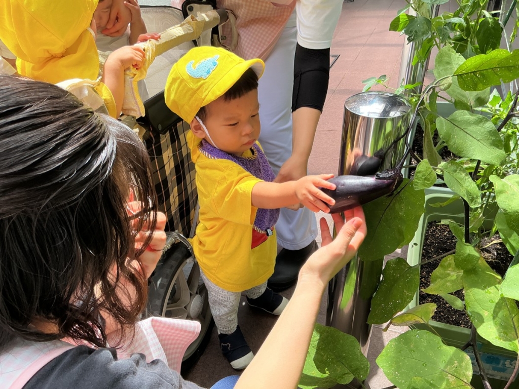 野菜の収穫の様子