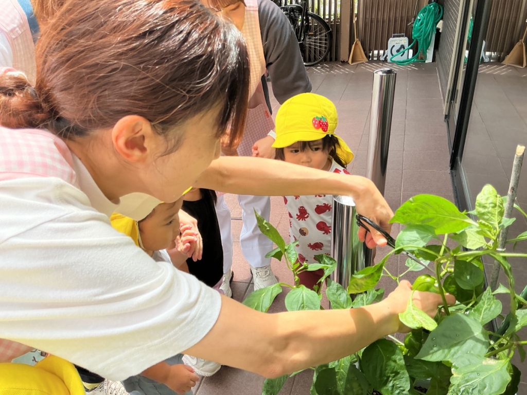 野菜の収穫の様子