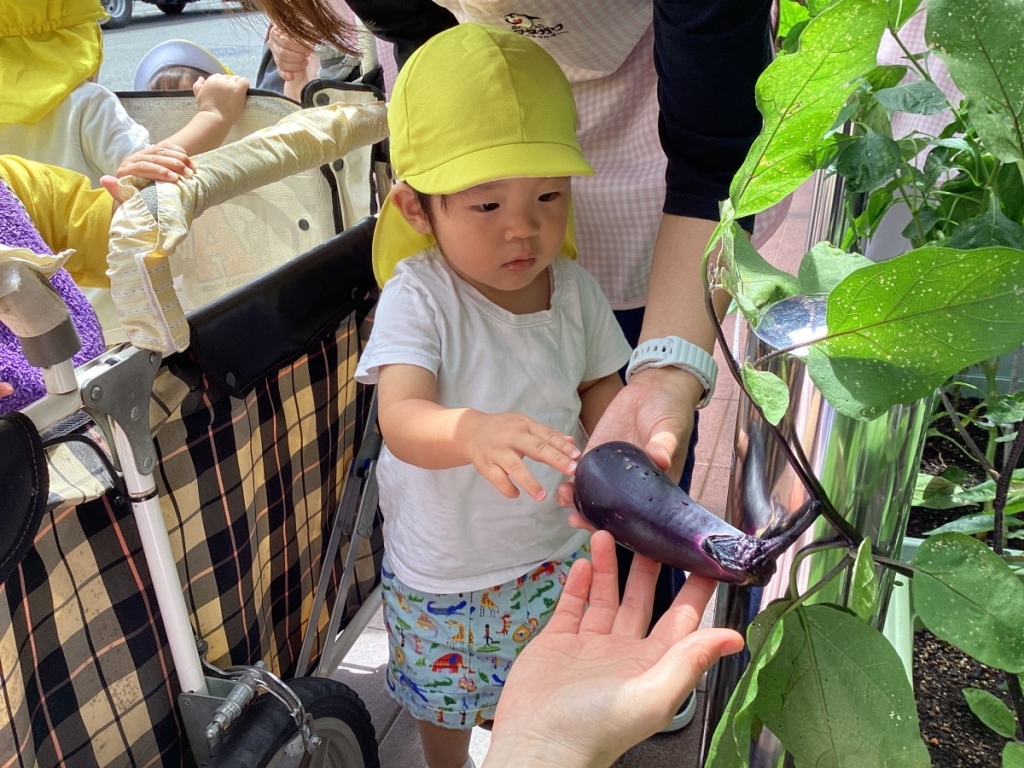 野菜の収穫の様子