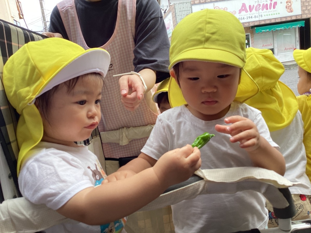 野菜の収穫の様子