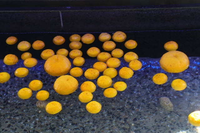 ゆず湯の写真